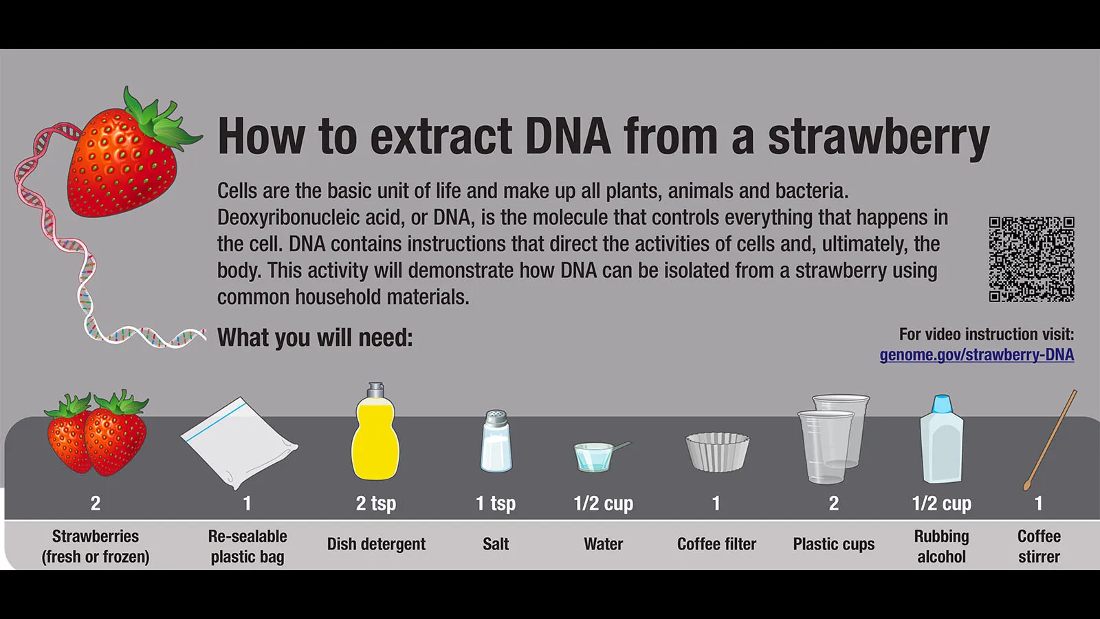 Information on how to extract DNA from a strawberry