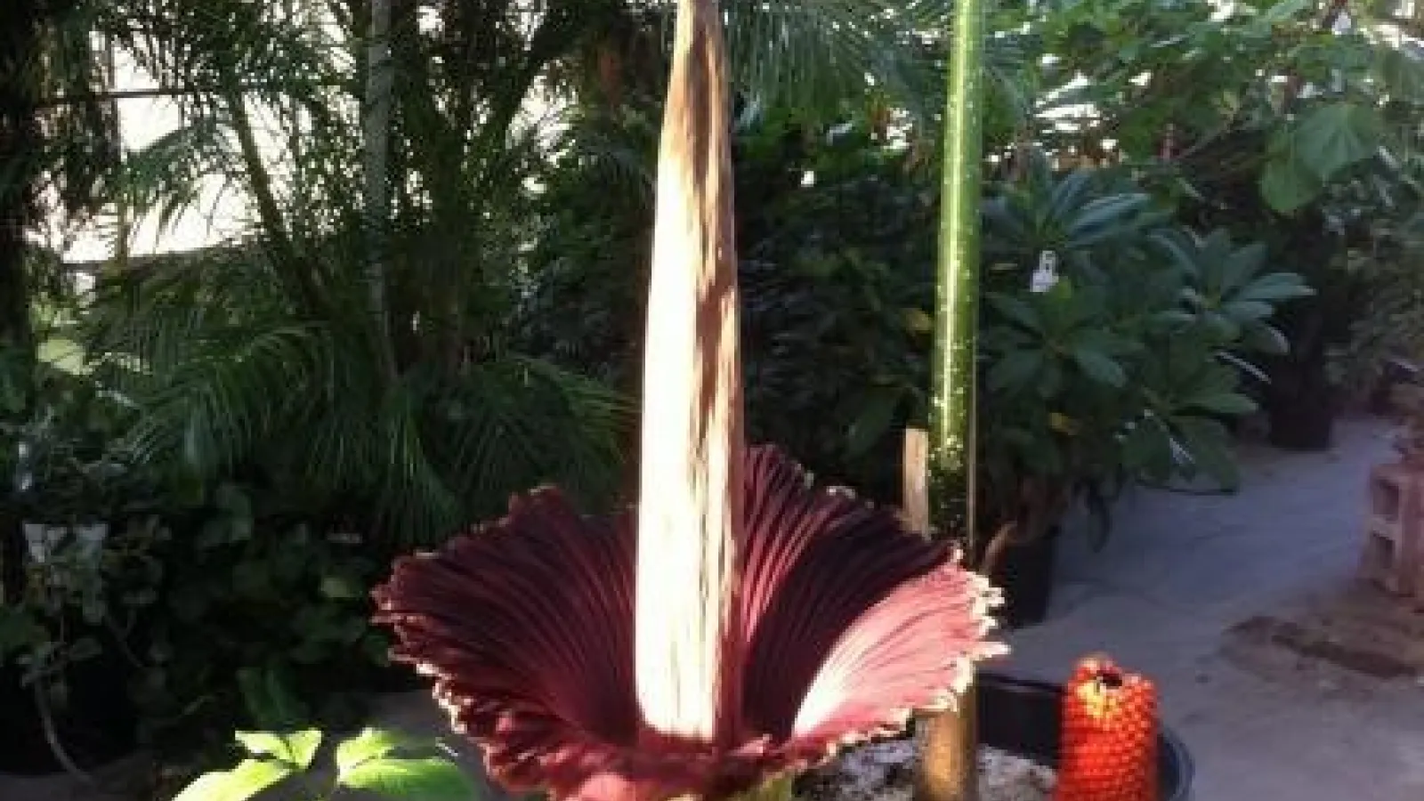 Titan Arum Blooming in Biological Sciences Greenhouse
