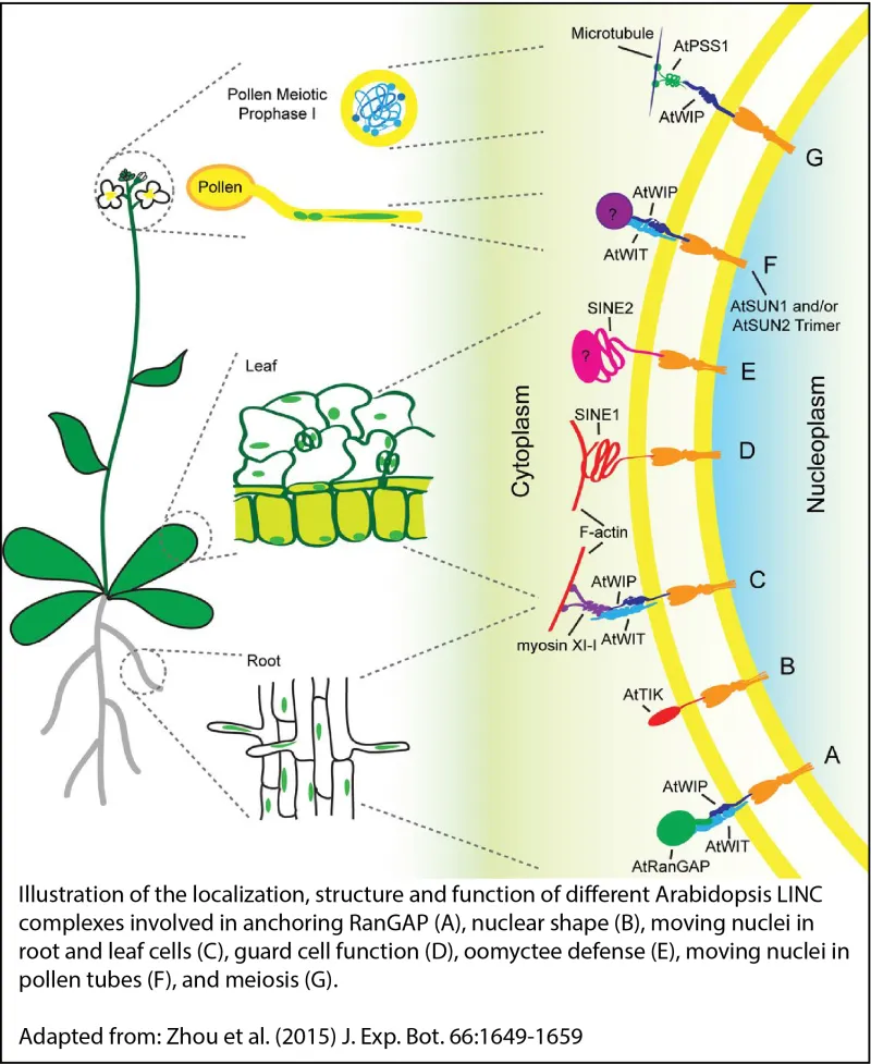 Illustration of the localization, structure and function of different Arabidopsis LINC complexes involved in anchoring RanGAP