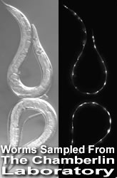 Worms Sampled From The Chaberlin Laboratory