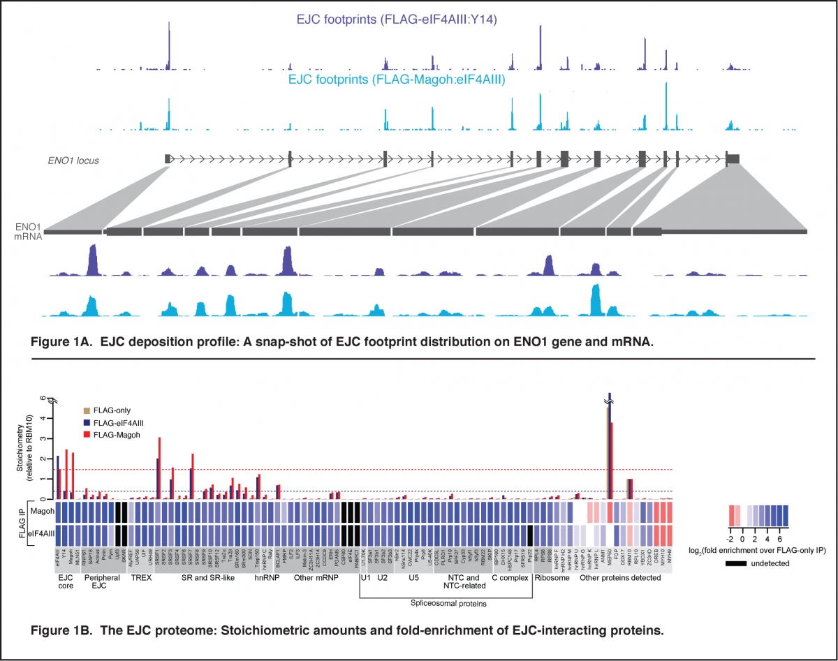 Figure 1; Singh et al., Cell 2012