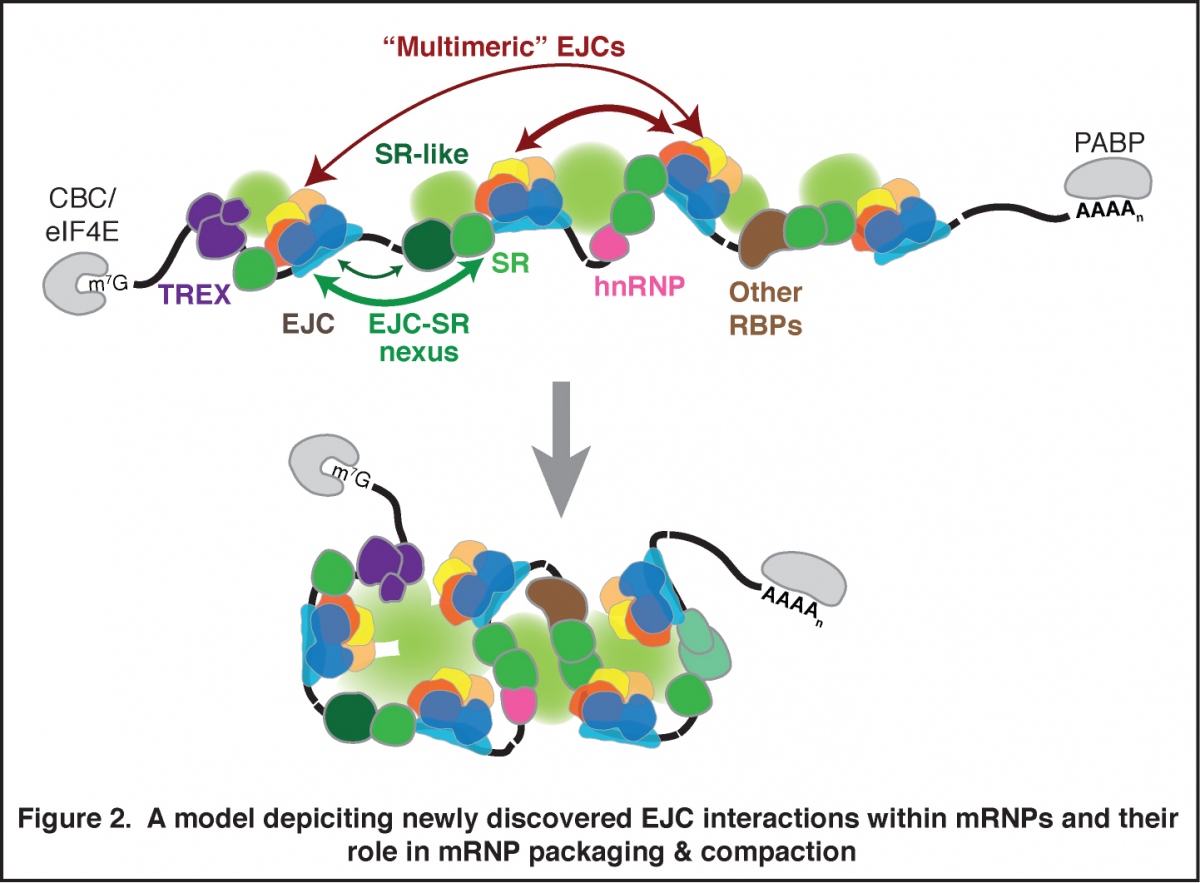 Figure 2 - function for EJC in mRNP compaction and packaging